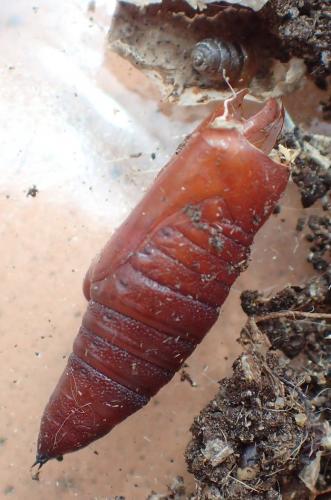 Hadena bicruris